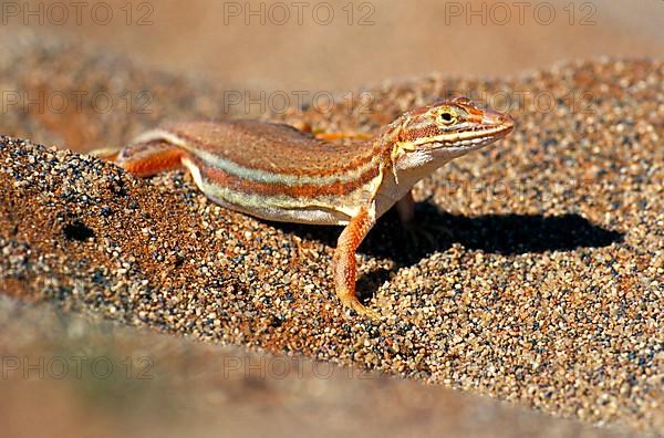 Desert lizard