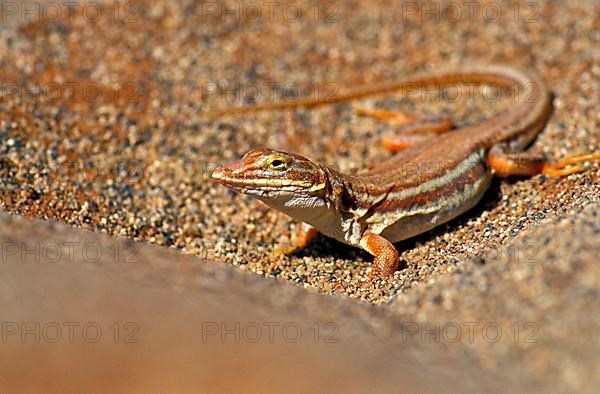 Desert lizard