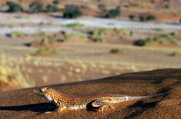 Desert lizard