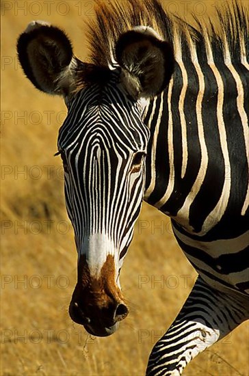 Burchell's zebra