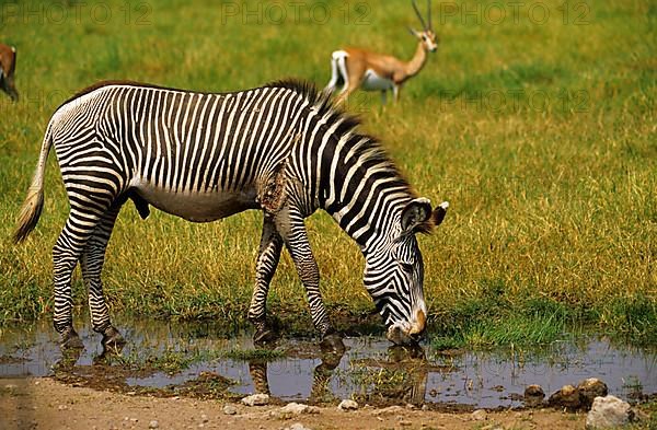 Burchell's zebra