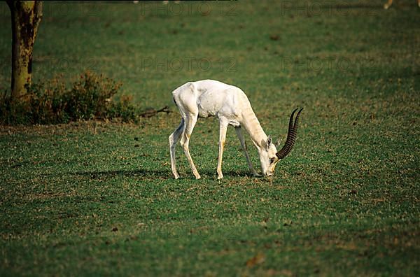 Thomson gazelle