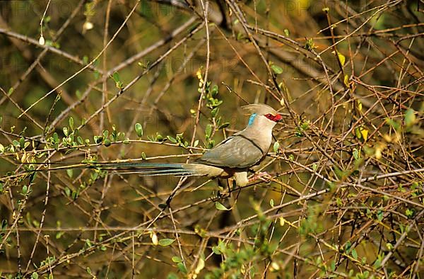 Blue-naped Mousebird