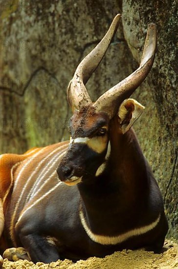 Bongo antelope