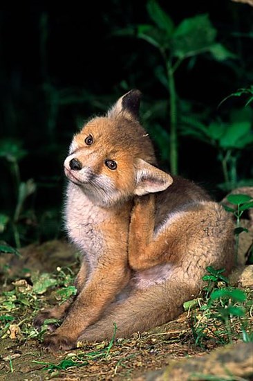 Red fox