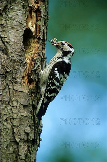 Lesser Spotted Woodpecker