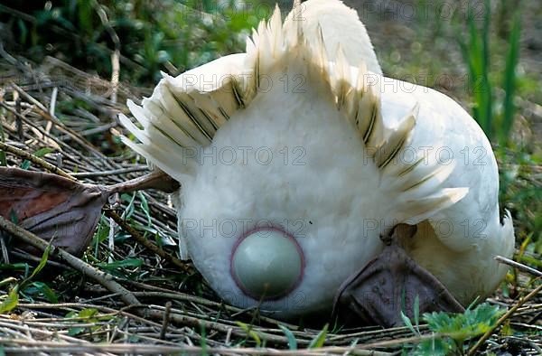 Mute swan laying eggs