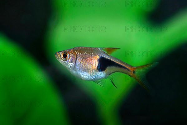 Harlequin rasbora