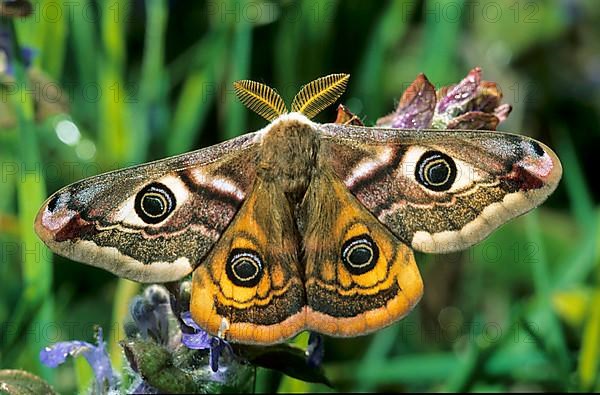 Emperor moth