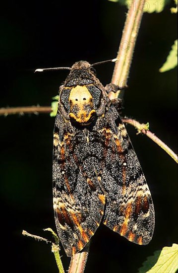 Death's-head hawk moth
