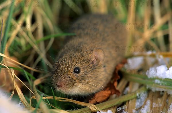 Field mouse