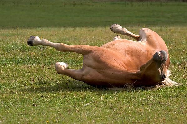 Haflinger horse