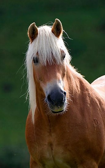 Haflinger horse