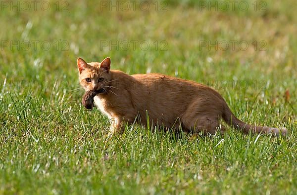 House cat with captured mouse