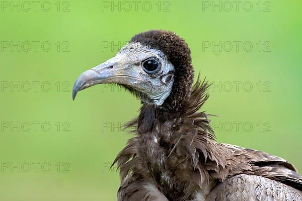 Hooded Vulture