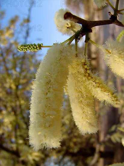 Common hook thorn