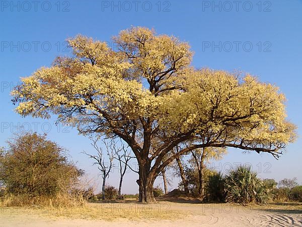 Common hook thorn