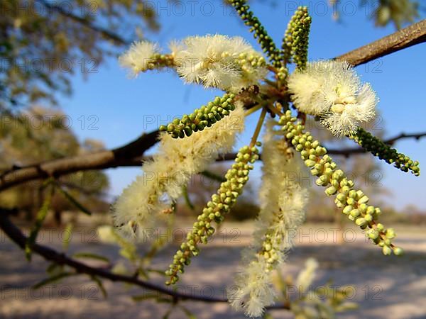 Common hook thorn