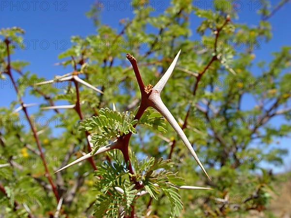 Camel thorn