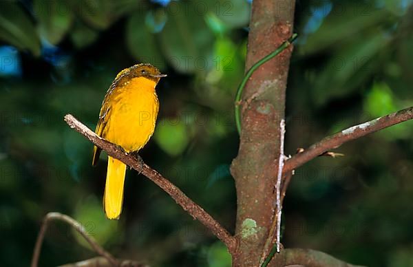 Golden bowerbird