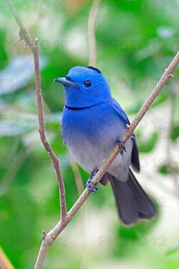 Black-naped monarch