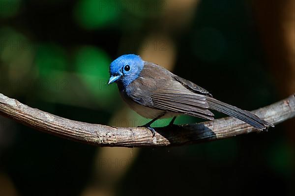 Black-naped Monarch