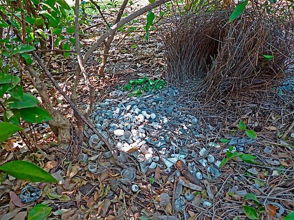 Great bowerbird