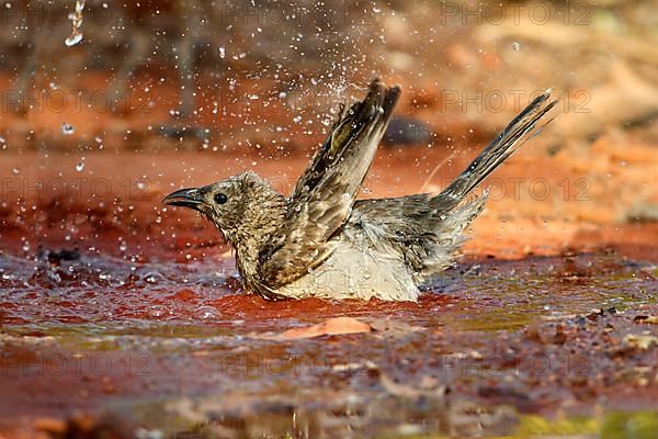 Great Bowerbird