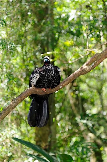 Red-throated Piping-guan