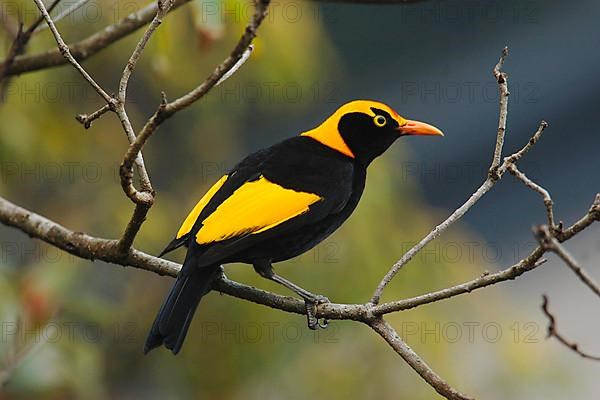 Yellow-naped Bowerbird