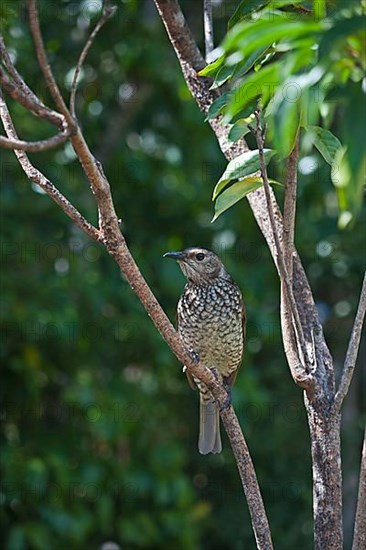 Yellow-naped Bowerbird