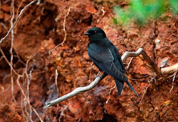 Black Saw-wing