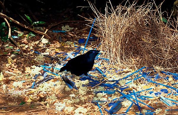 Silk Bowerbird