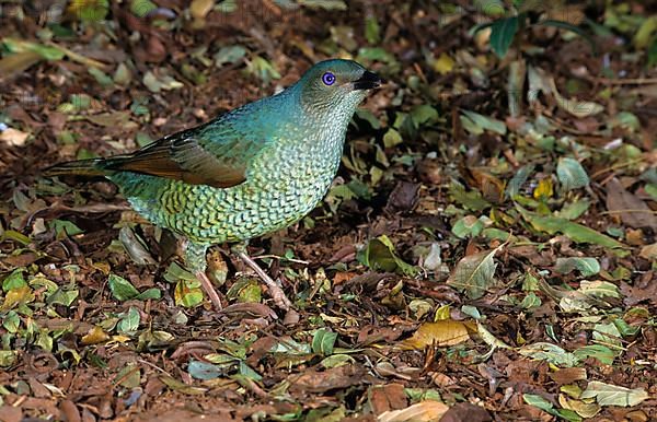 Satin bowerbird