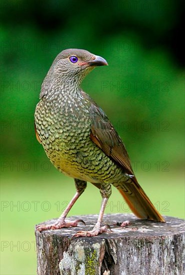 Silk Bowerbird