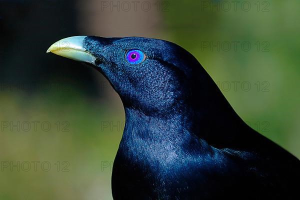 Silk Bowerbird