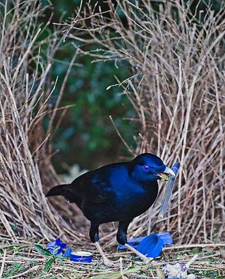 Silk Bowerbird