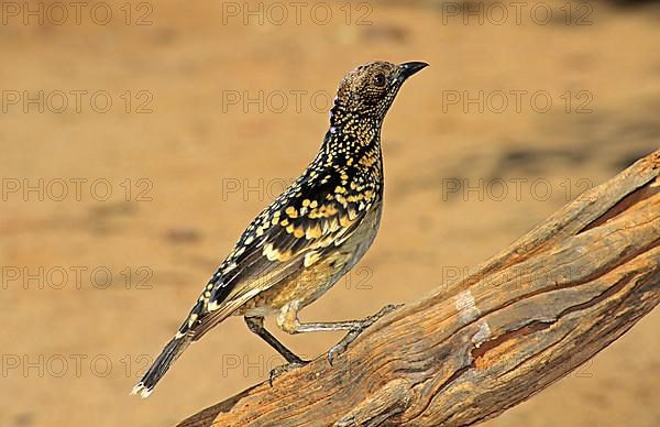 Western bowerbird