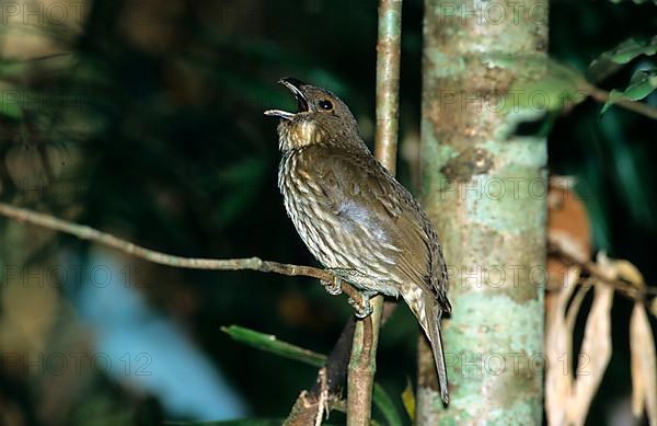 Tooth-billed bowerbird