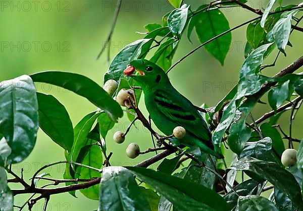 Green Broadbill