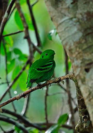 Green Broadbill