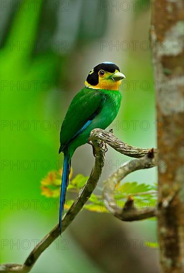 Long-tailed Broadbill