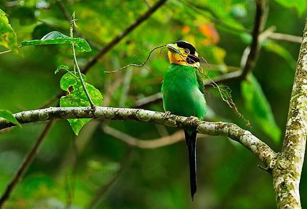 Long-tailed Broadbill