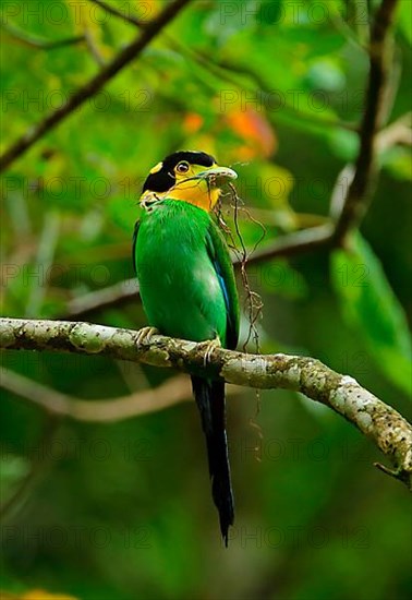 Long-tailed Broadbill