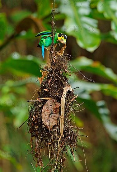 Long-tailed Broadbill