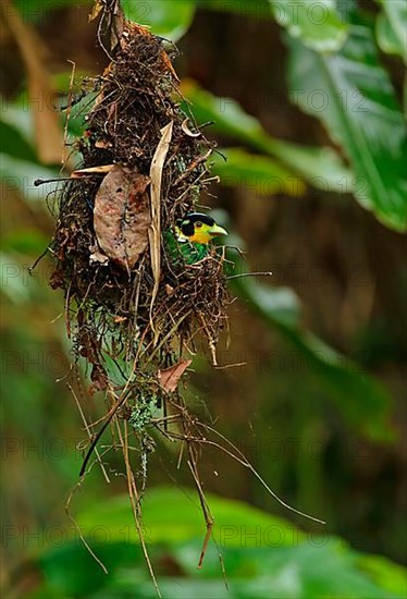 Long-tailed Broadbill