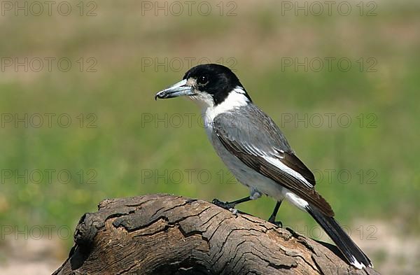 Grey Butcherbird