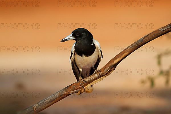 Black-throated Shrike Crow