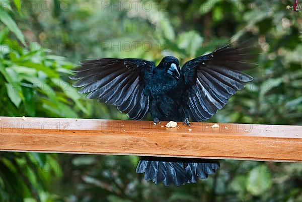 Mangrove Butcherbird