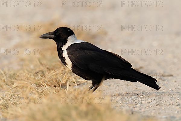 Corvus pectoralis